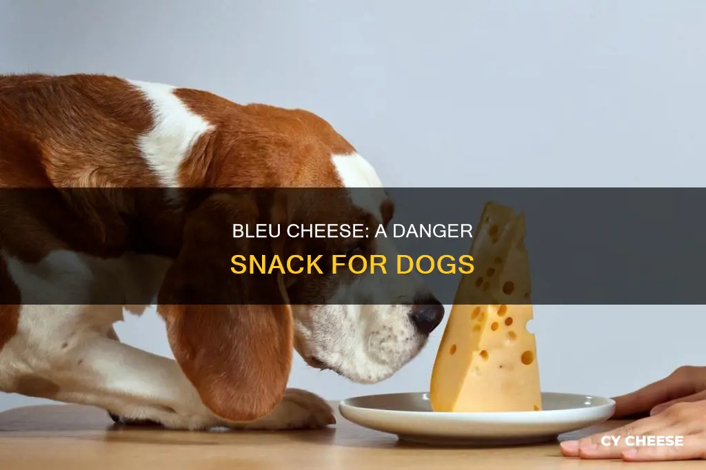 is bleu cheese bad for dogs