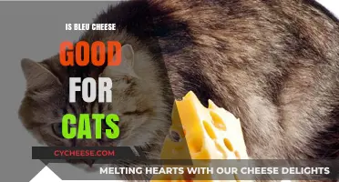 Is Bleu Cheese Safe for Cats?