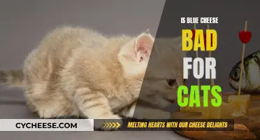 Blue Cheese: A Tasty Treat or Feline Poison?