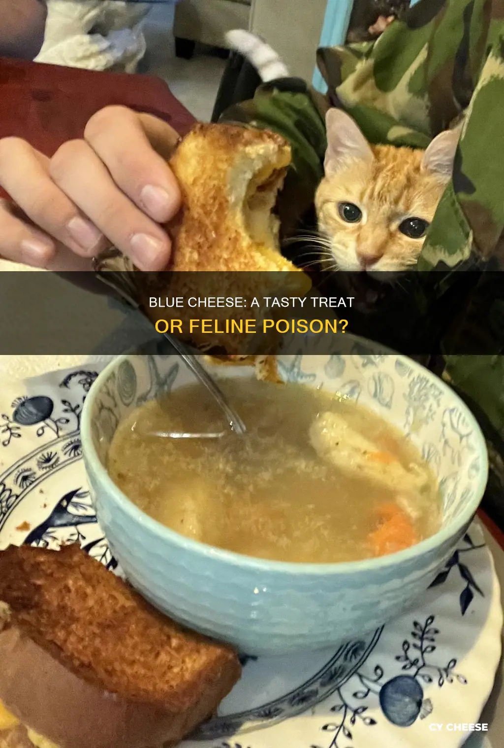 is blue cheese bad for cats