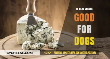 Can Dogs Eat Blue Cheese? Safety and Health Risks Explained