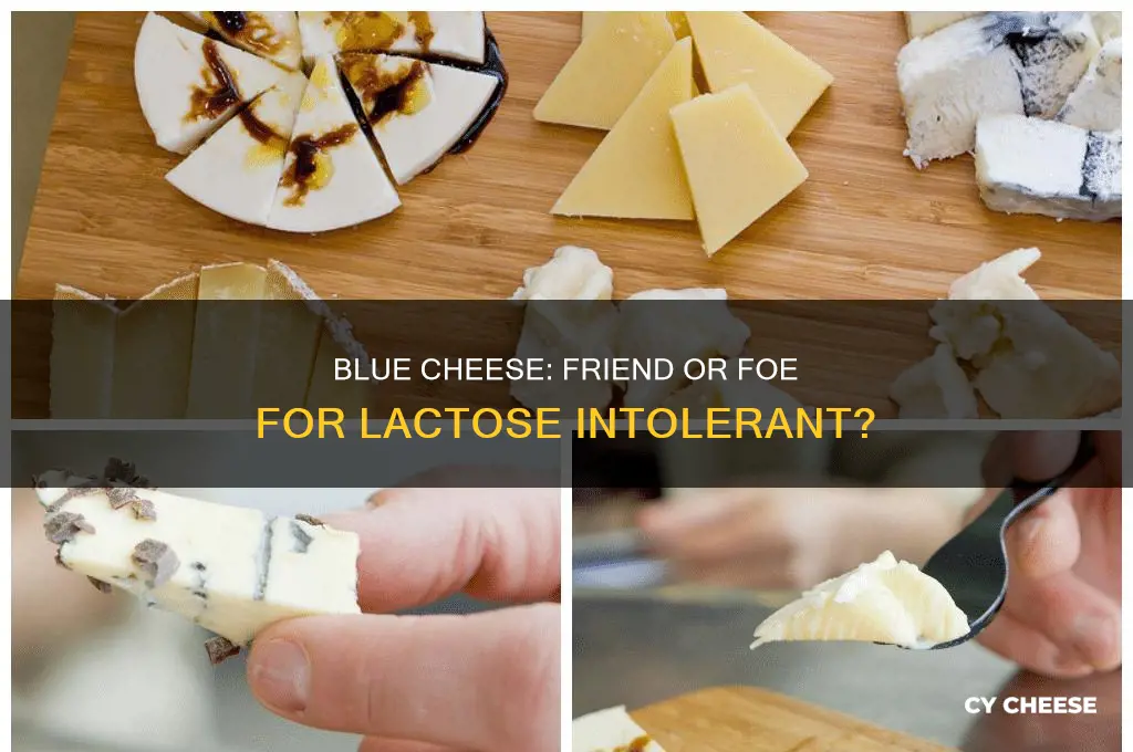 is blue cheese good for lactose intolerance