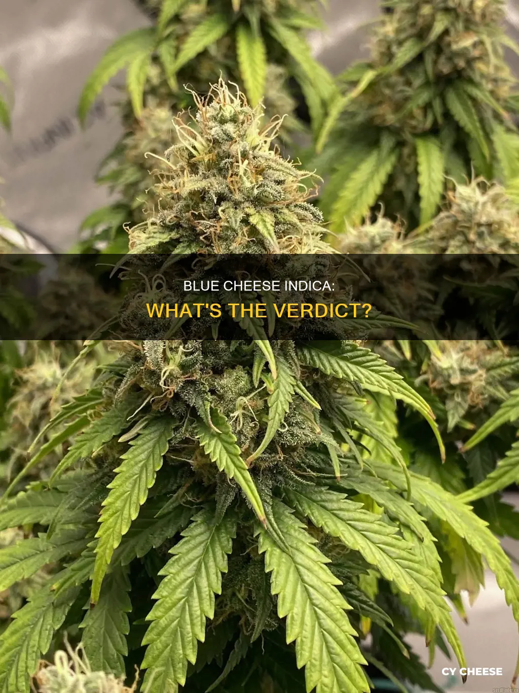 is blue cheese indica