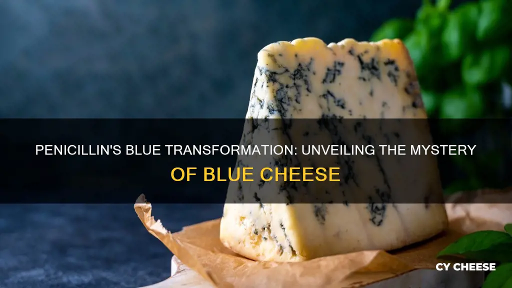 is blue cheese made from penicillin