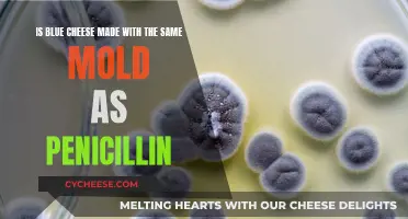 Blue Cheese and Penicillin: A Moldy Connection