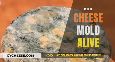 Blue Cheese Mold: Is It Alive?