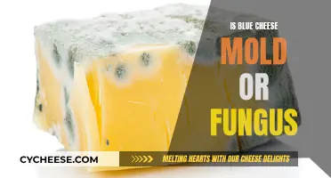 Mold or Fungus: What's the Real Deal with Blue Cheese?