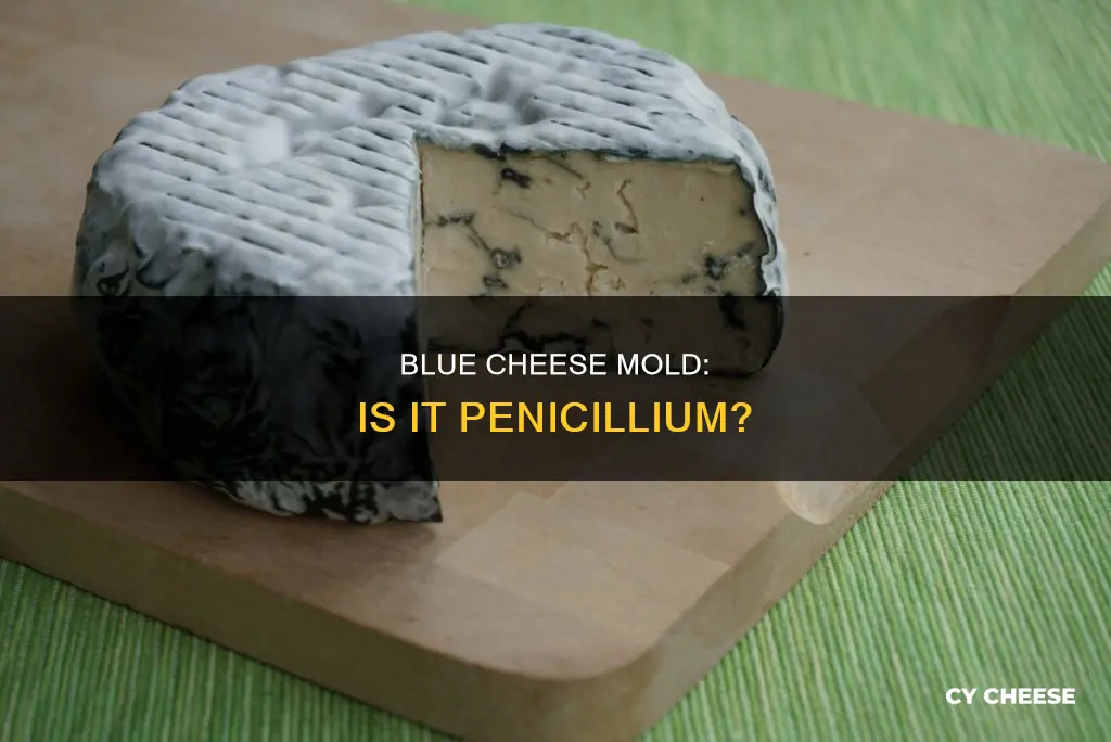 is blue cheese mold penicillium