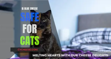 Blue Cheese: A Safe Treat For Cats?