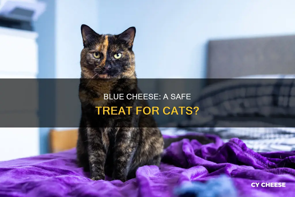 is blue cheese safe for cats