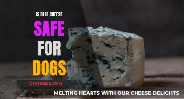 Blue Cheese: A Tasty Treat or Toxic for Dogs?