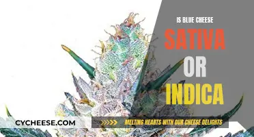 Blue Cheese Strain: Sativa or Indica?