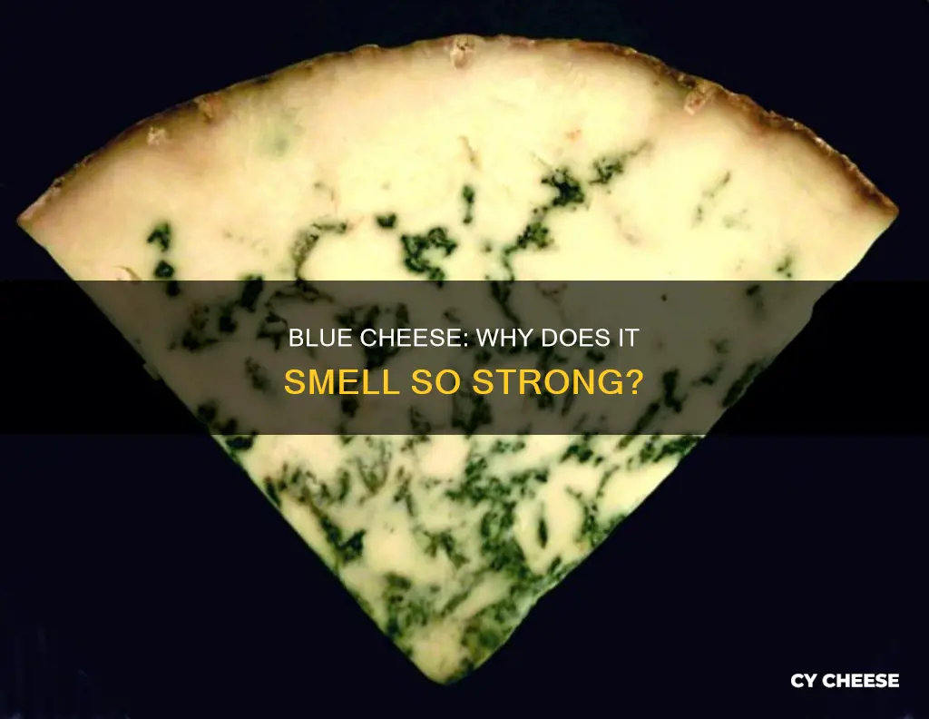 is blue cheese smelly