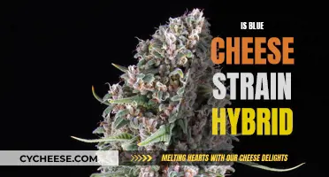 Blue Cheese Strain: Hybrid or Not?