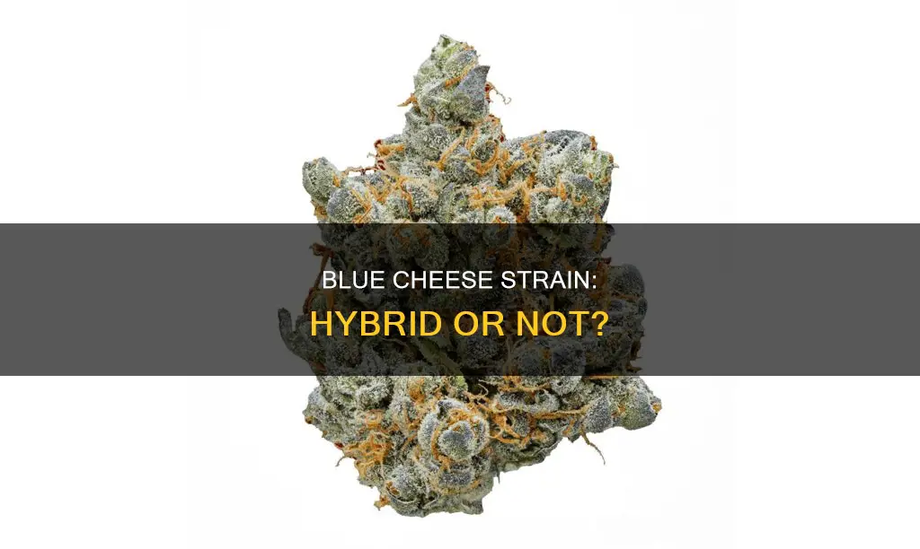 is blue cheese strain hybrid