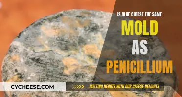 Blue Cheese and Penicillium: What's the Connection?