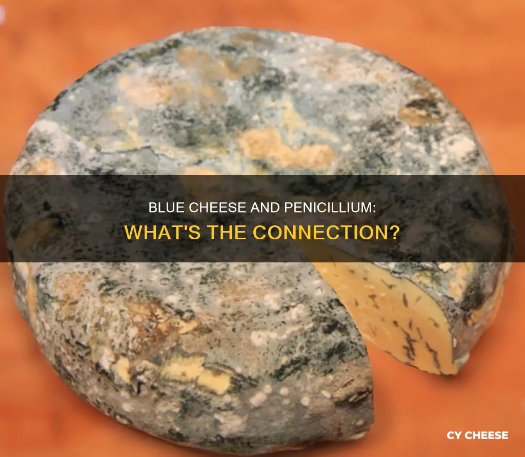 is blue cheese the same mold as penicillium
