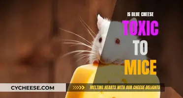 Blue Cheese: A Deadly Delicacy for Mice
