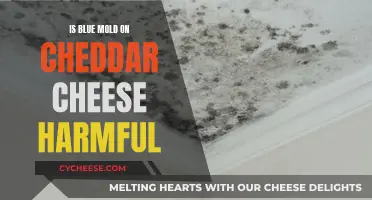 Blue Mold on Cheddar: Harmful or Not?
