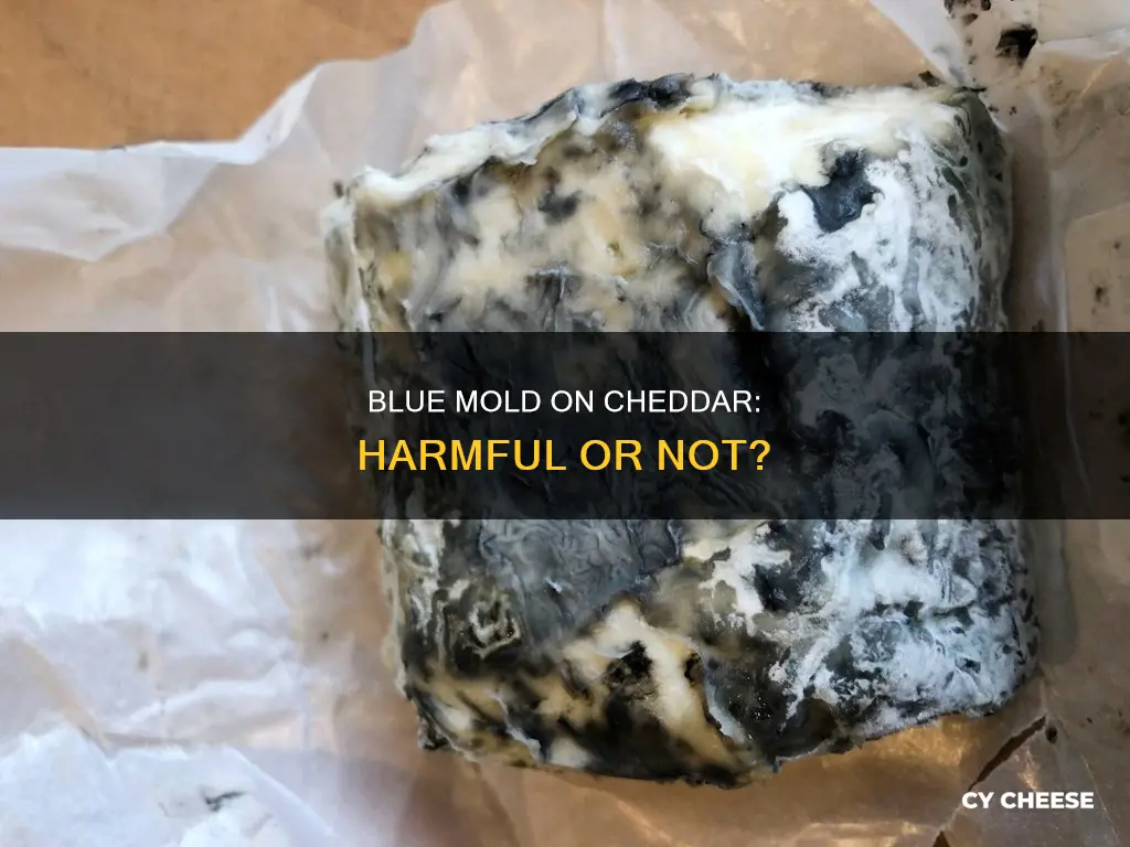 is blue mold on cheddar cheese harmful