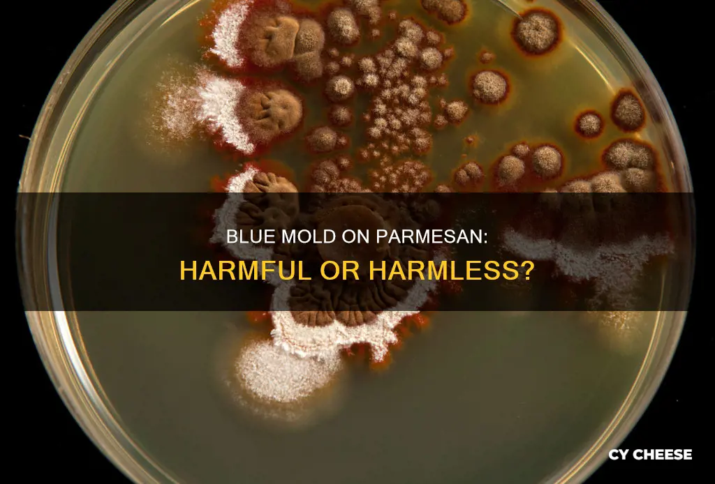 is blue mold on parmesan cheese harmful