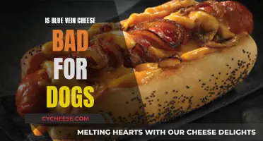 Blue Vein Cheese: A Dangerous Treat for Dogs?
