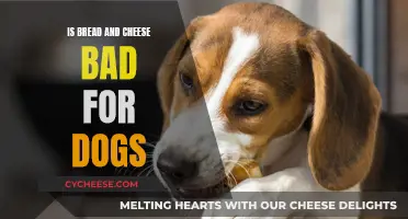 Cheese and Bread: Are They Safe for Dogs?