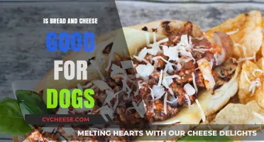 Can Dogs Eat Bread and Cheese?