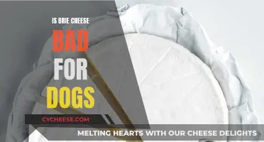 Can Dogs Eat Brie Cheese?
