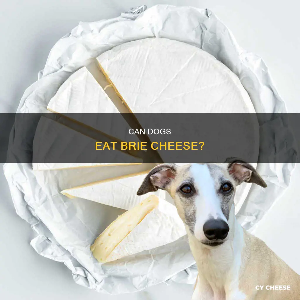 is brie cheese bad for dogs