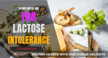 Brie Cheese: Friend or Foe for Lactose Intolerance?