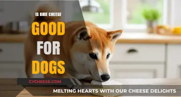 Can Dogs Eat Brie Cheese?