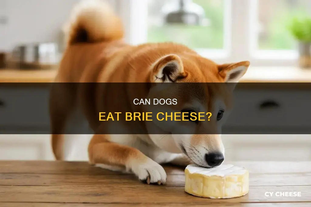 is brie cheese good for dogs