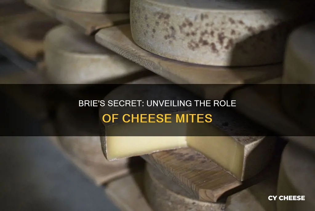 is brie cheese made from cheese mites