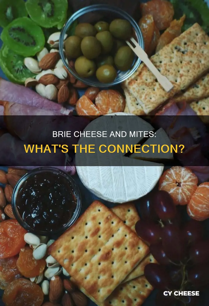 is brie cheese made from cheese mites