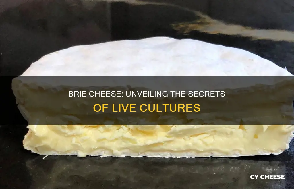 is brie cheese made up of live cultures