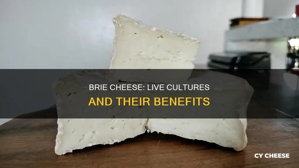 is brie cheese made up of live cultures