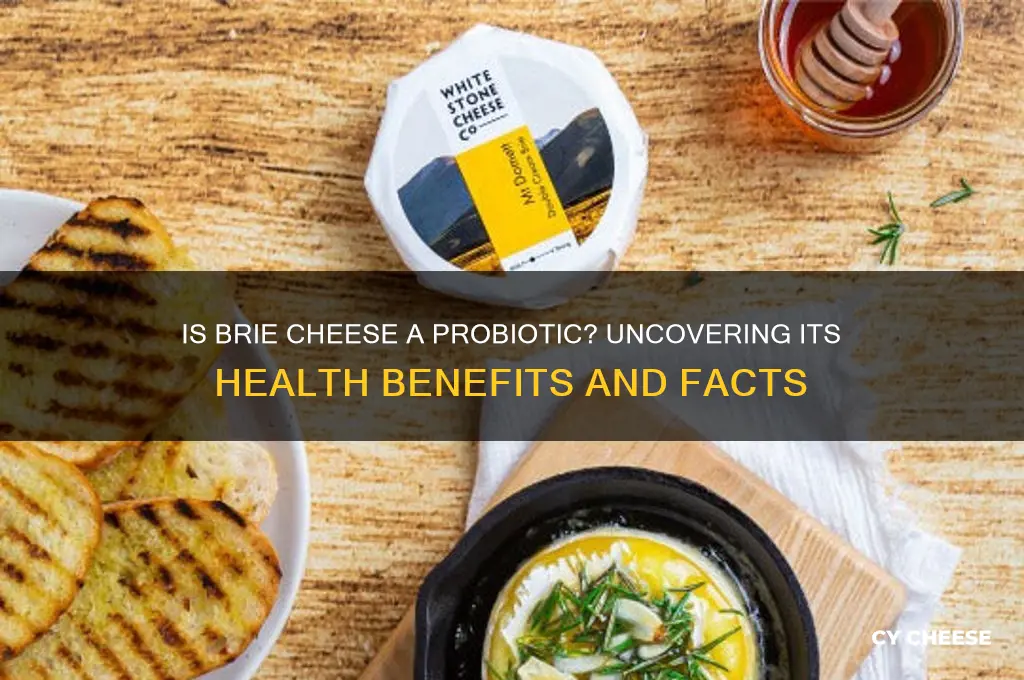 is brie cheese probiotic