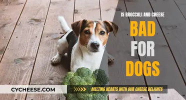 Broccoli and Cheese: A Healthy Dog Treat?