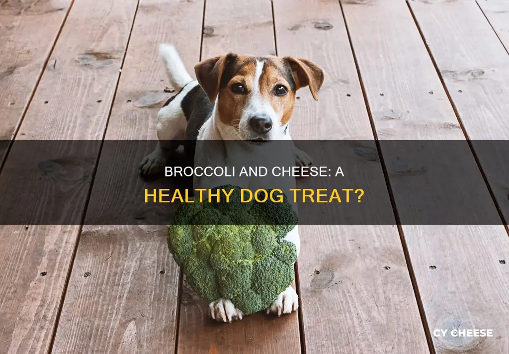 is broccoli and cheese bad for dogs