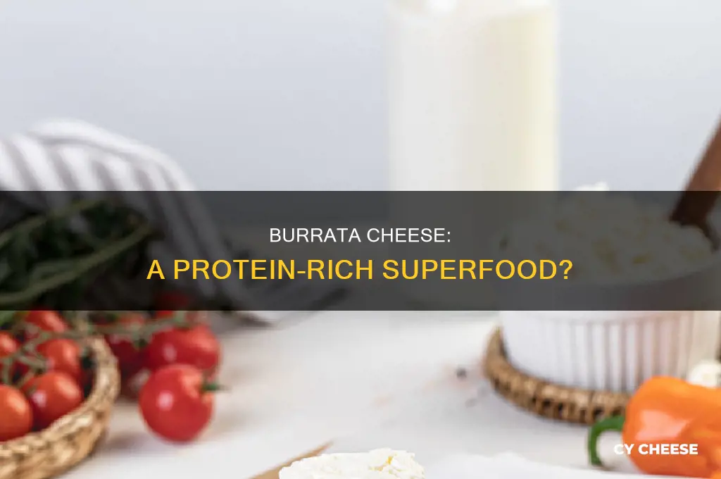 is burrata cheese good for protein diet