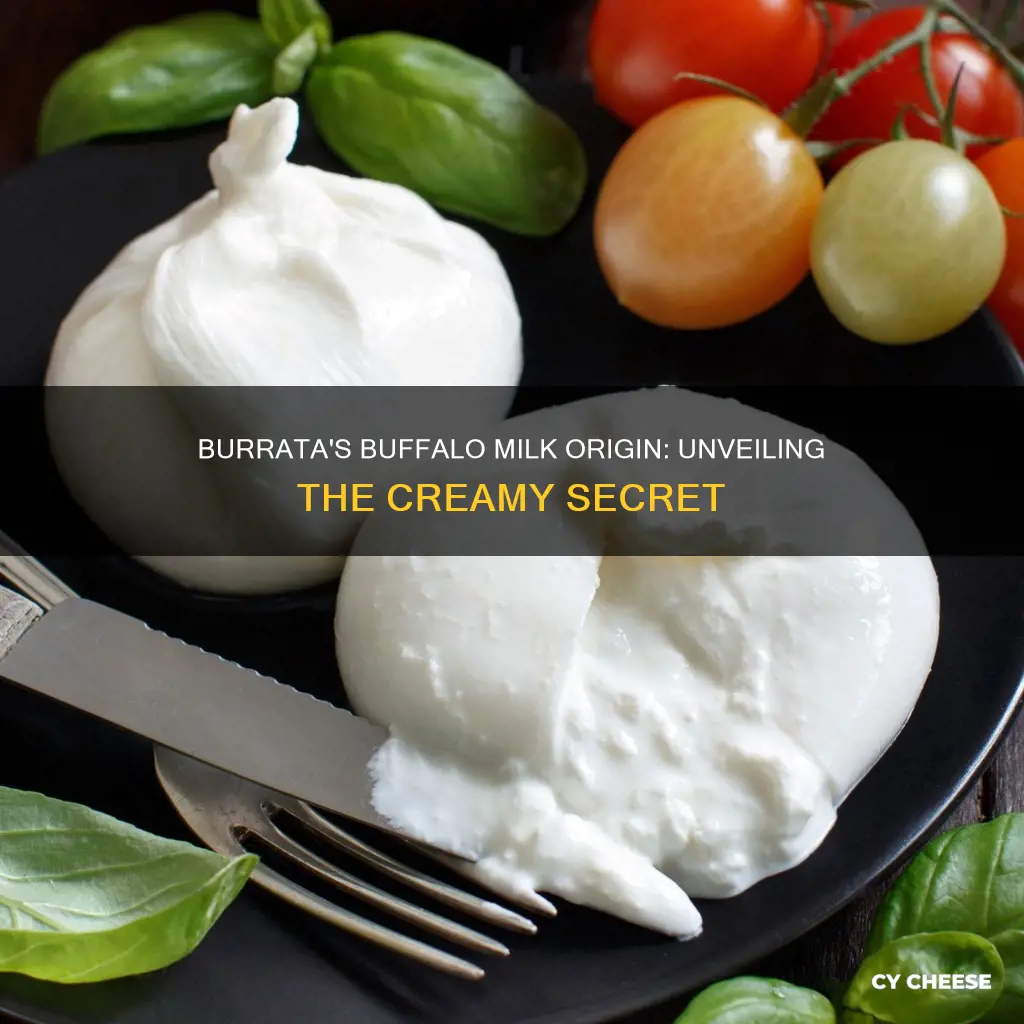 is burrata cheese made from buffalo milk