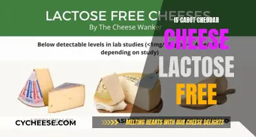 Is Cabot Cheddar Cheese Lactose-Free? Unveiling the Dairy Mystery