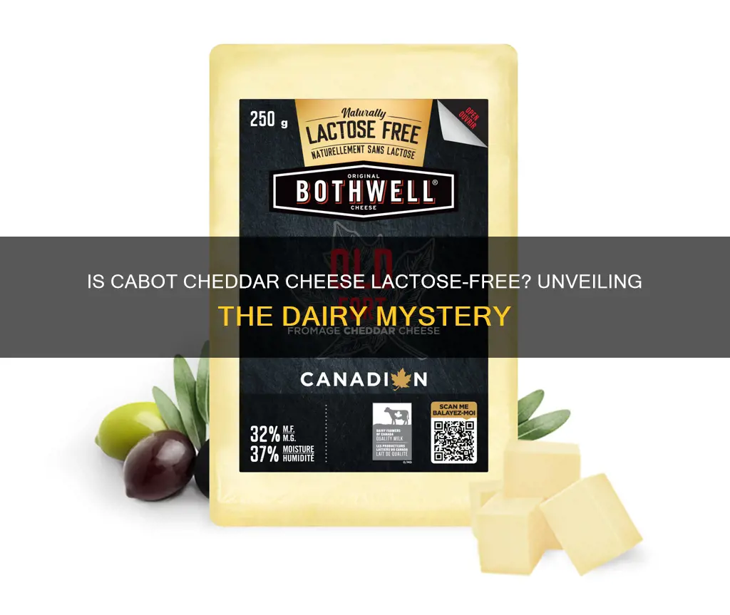 is cabot cheddar cheese lactose free