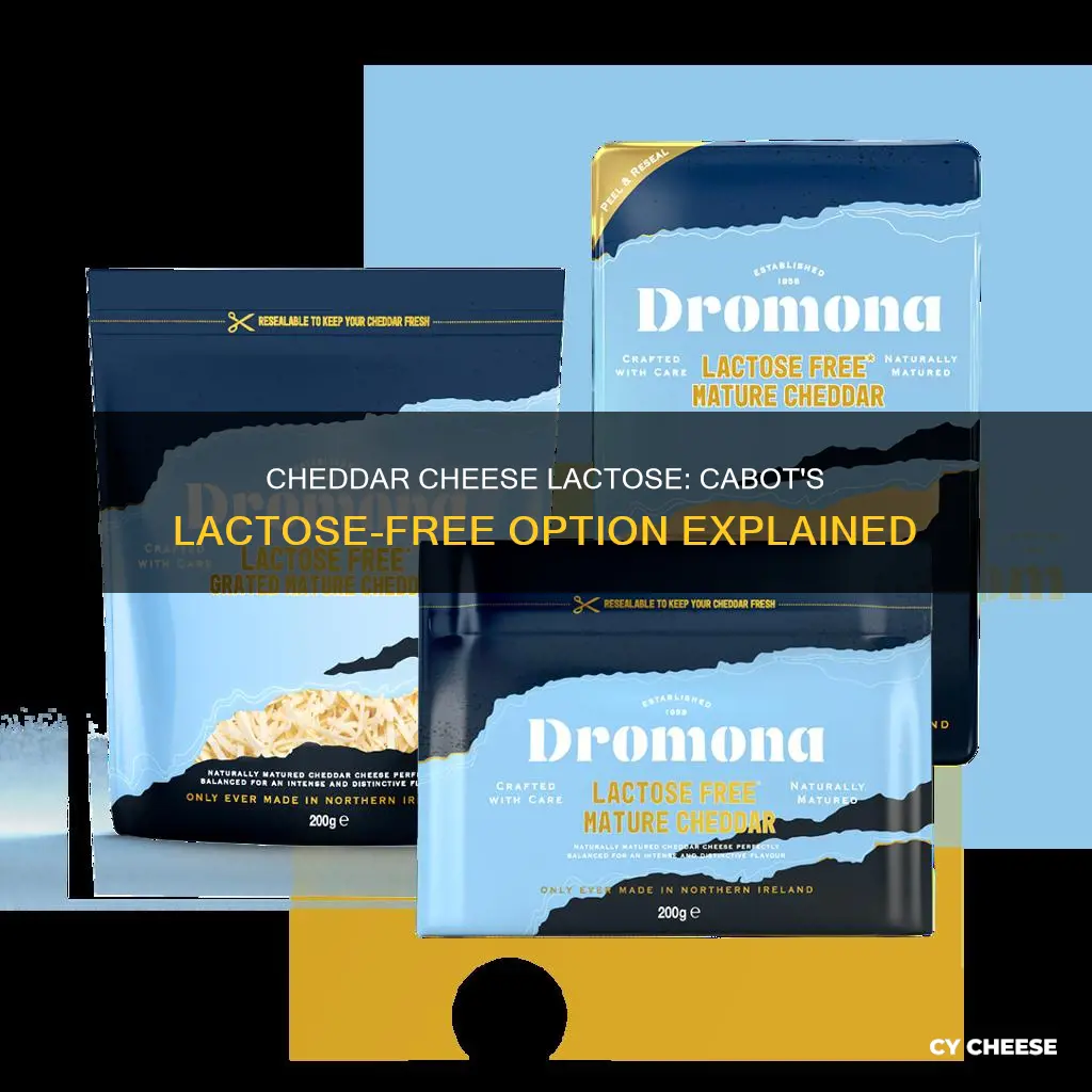 is cabot cheddar cheese lactose free