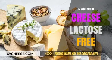 Camembert Cheese: Lactose-Free or Not?
