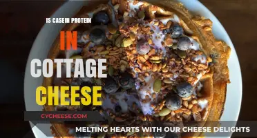 Is Cottage Cheese a Good Source of Casein Protein?