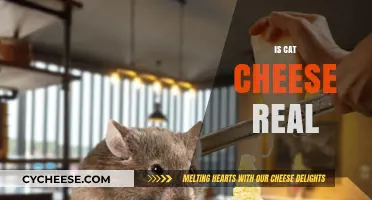 Is Cat Cheese Real? Unraveling the Myth Behind Feline Dairy