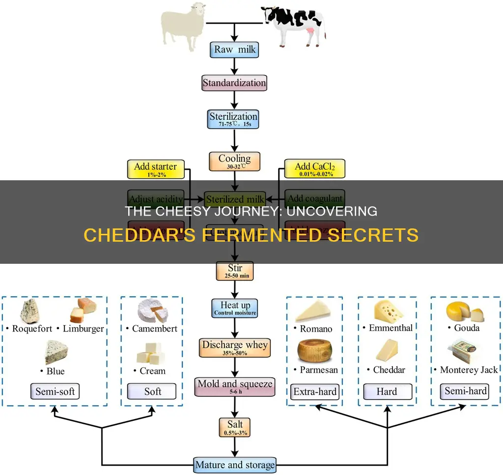 is cheddar a fermented cheese