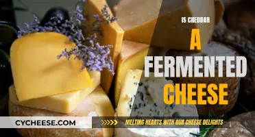 Cheddar Cheese: A Fermented Adventure
